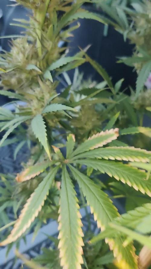 King's Juice Auto 👑