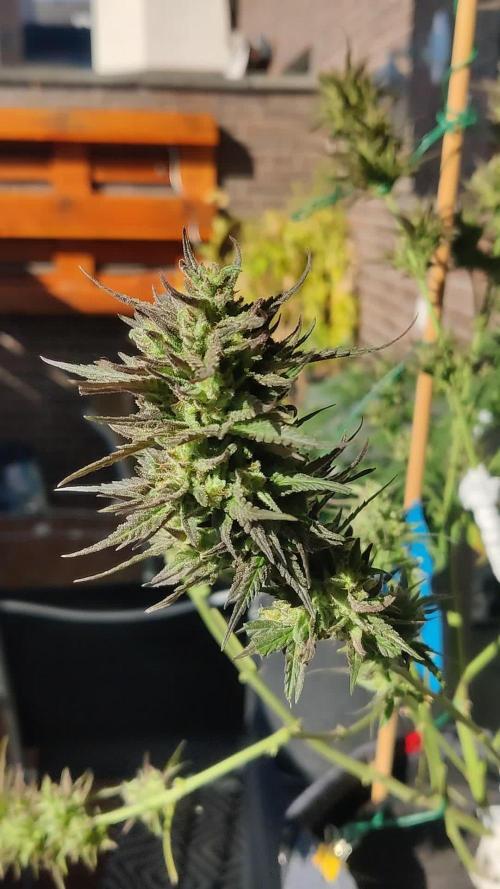 King's Juice Auto 👑