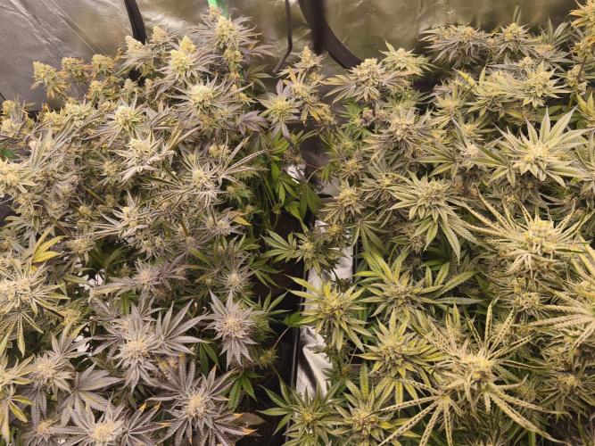 RIPPER KM, WM. Week 12 - bd 61
07.11.2025