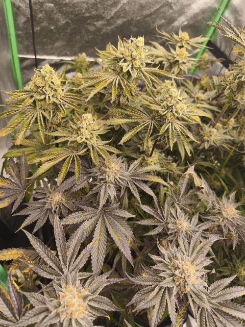 RIPPER KM, WM. Week 12 - bd 61
07.11.2025