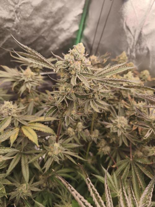 RIPPER KM, WM. Week 12 - bd 61
07.11.2025