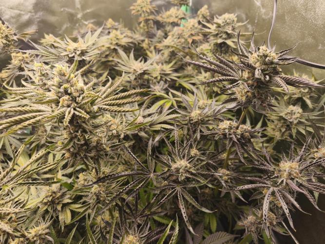 RIPPER KM, WM. Week 12 - bd 61
07.11.2025