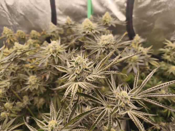 RIPPER KM, WM. Week 12 - bd 61
07.11.2025