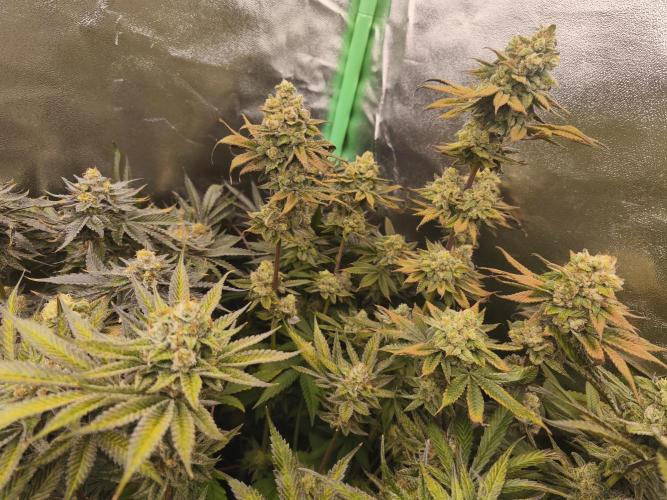 RIPPER KM, WM. Week 12 - bd 61
07.11.2025