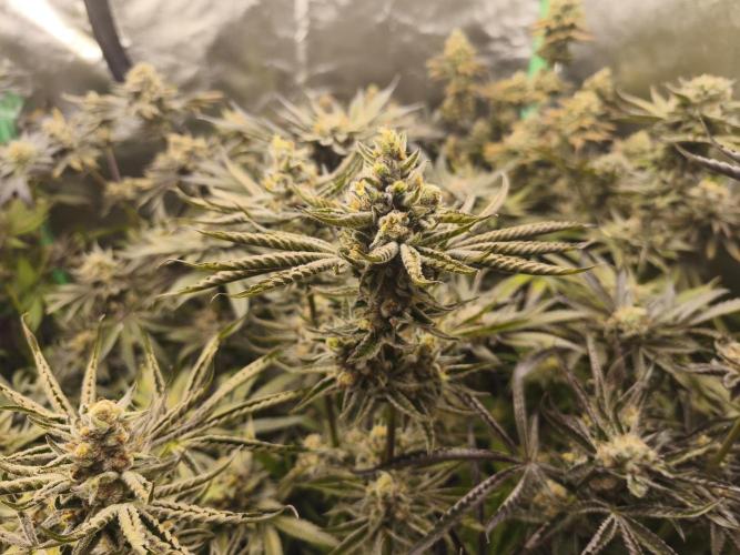 RIPPER KM, WM. Week 12 - bd 61
07.11.2025