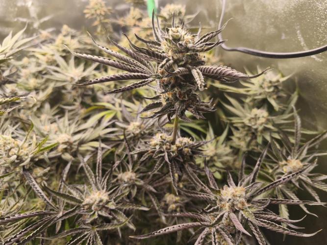 RIPPER KM, WM. Week 12 - bd 61
07.11.2025