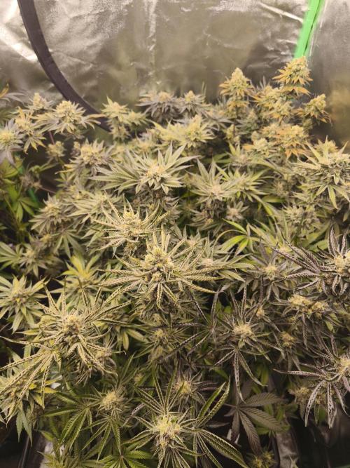 RIPPER KM, WM. Week 12 - bd 61
07.11.2025