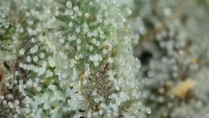 RIPPER KM, WM. Week 12 - bd 57
03.11.2025