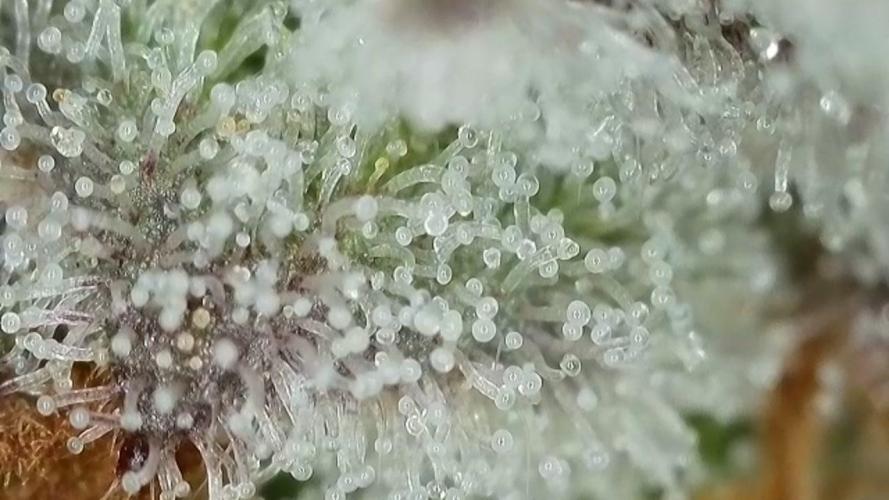 RIPPER KM, WM. Week 12 - bd 57
03.11.2025