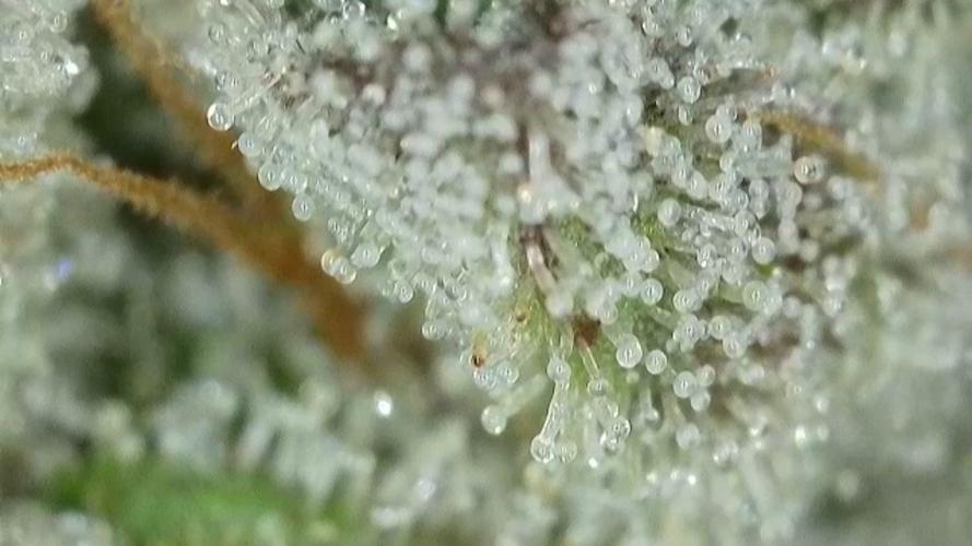 RIPPER KM, WM. Week 12 - bd 57
03.11.2025