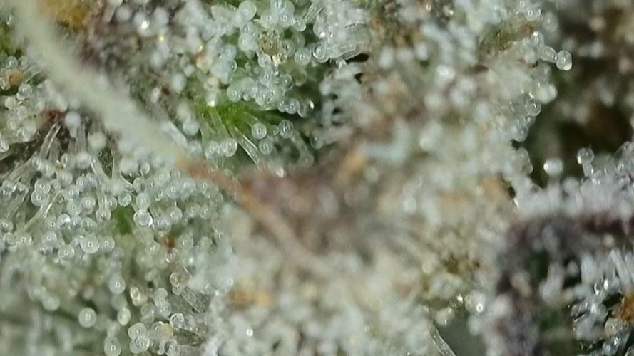 RIPPER KM, WM. Week 12 - bd 57
03.11.2025