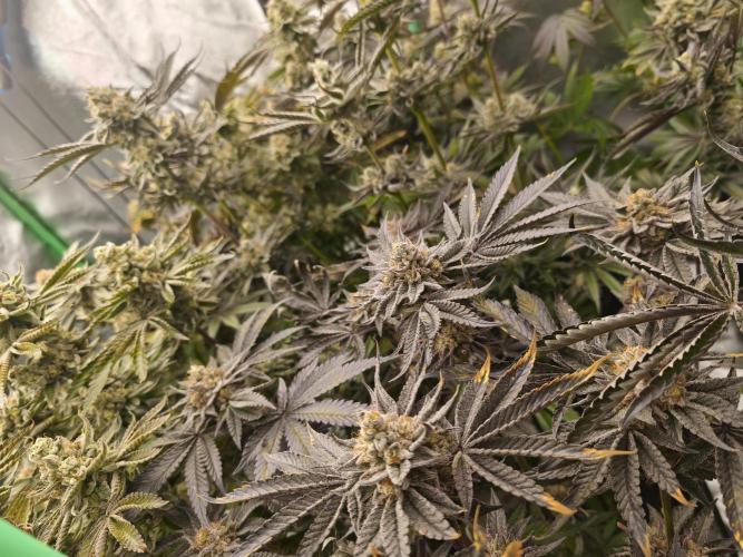 RIPPER KM, WM. Week 12 - bd 63
09.11.2025