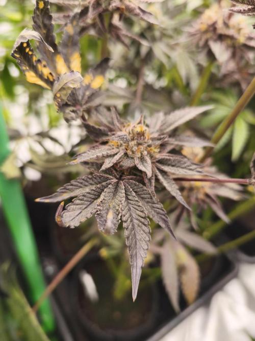 RIPPER KM, WM. Week 12 - bd 63
09.11.2025