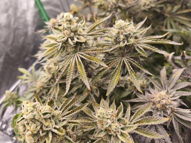 RIPPER KM, WM. Week 12 - bd 63
09.11.2025