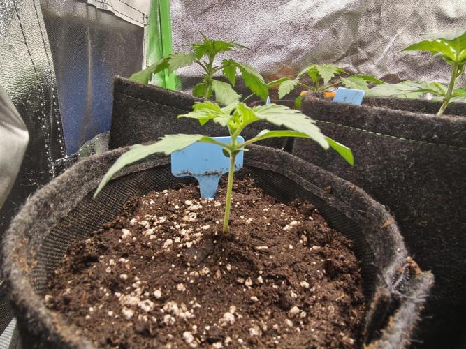 Gorilla, Punch Pie, Radical Juice. Week 3 - vegday 17
09.11.25