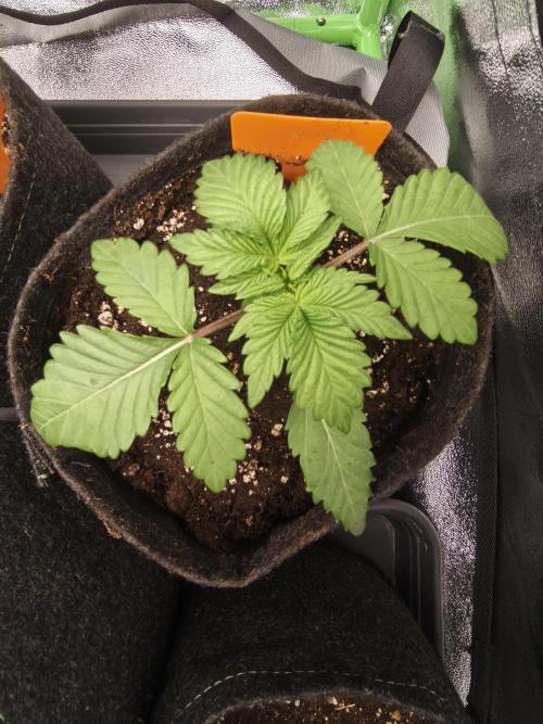 Gorilla, Punch Pie, Radical Juice. Week 3 - vegday 17
09.11.25