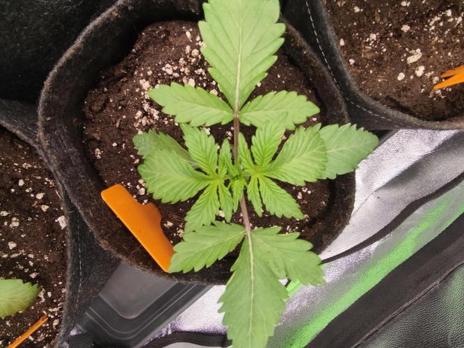 Gorilla, Punch Pie, Radical Juice. Week 3 - vegday 17
09.11.25