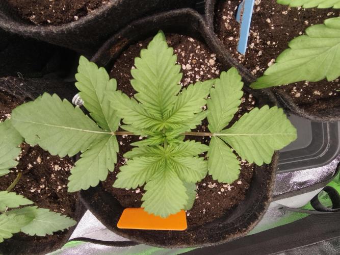 Gorilla, Punch Pie, Radical Juice. Week 3 - vegday 17
09.11.25