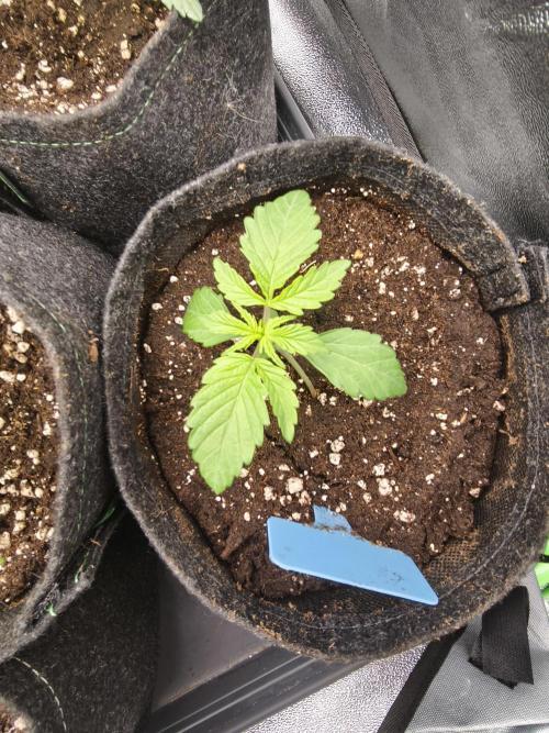 Gorilla, Punch Pie, Radical Juice. Week 3 - vegday 17
09.11.25