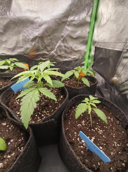 Gorilla, Punch Pie, Radical Juice. Week 3 - vegday 17
09.11.25