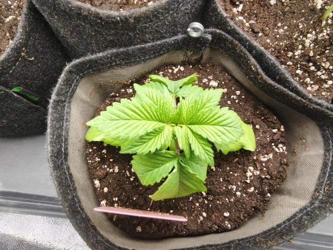 Gorilla, Punch Pie, Radical Juice. Week 3 - vegday 17
09.11.25