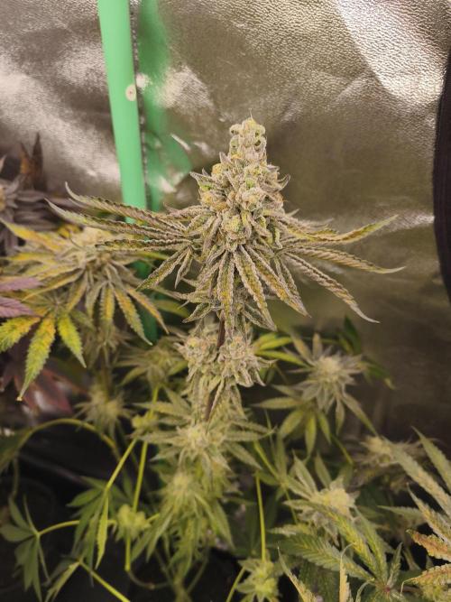 RIPPER KM, WM. Week 13 - bday 64
11.11.2025
