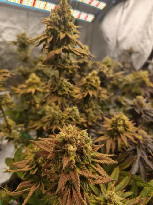 RIPPER KM, WM. Week 13 - bday 64
11.11.2025