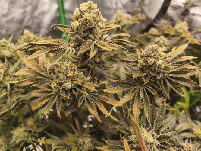 RIPPER KM, WM. Week 13 - bday 64
11.11.2025