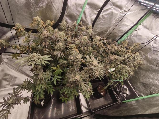 RIPPER KM, WM. Week 13 - bday 64
11.11.2025