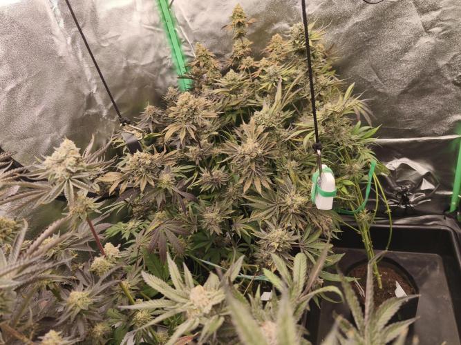 RIPPER KM, WM. Week 13 - bday 64
11.11.2025