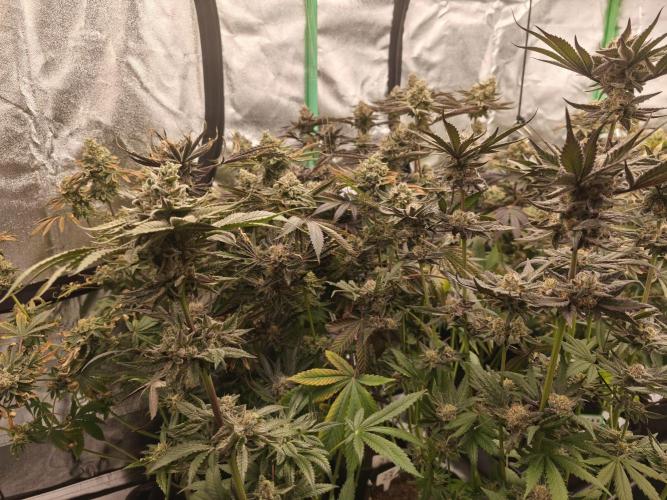 RIPPER KM, WM. Week 13 - bday 64
11.11.2025