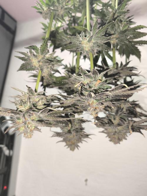 RIPPER KM, WM. Week 13