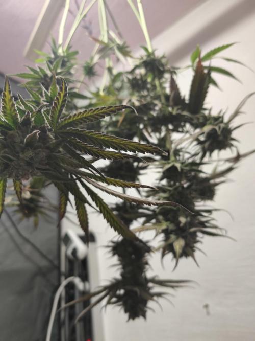 RIPPER KM, WM. Week 13