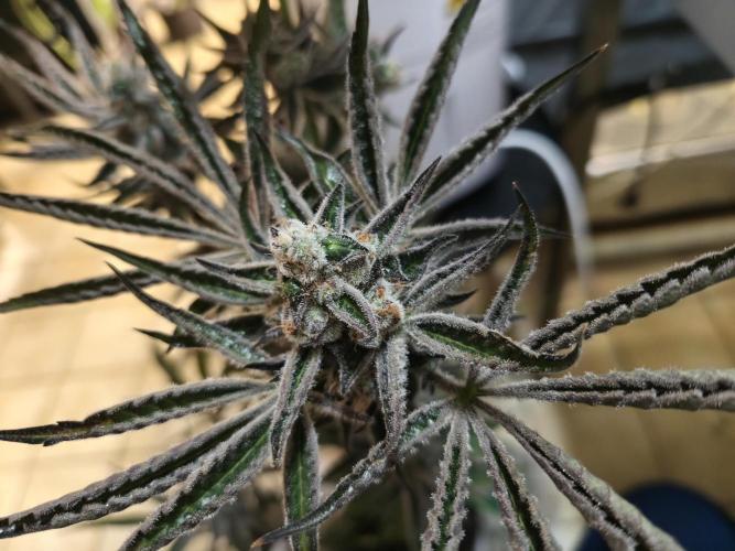 RIPPER KM, WM. Week 13