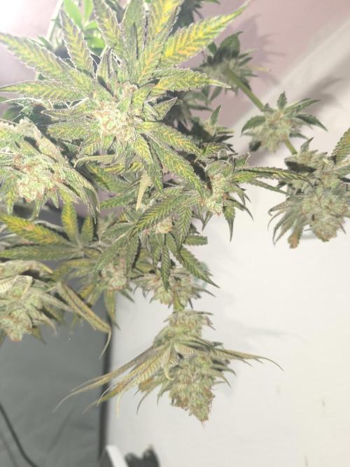 RIPPER KM, WM. Week 13