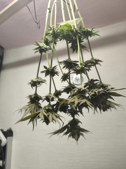 RIPPER KM, WM. Week 13