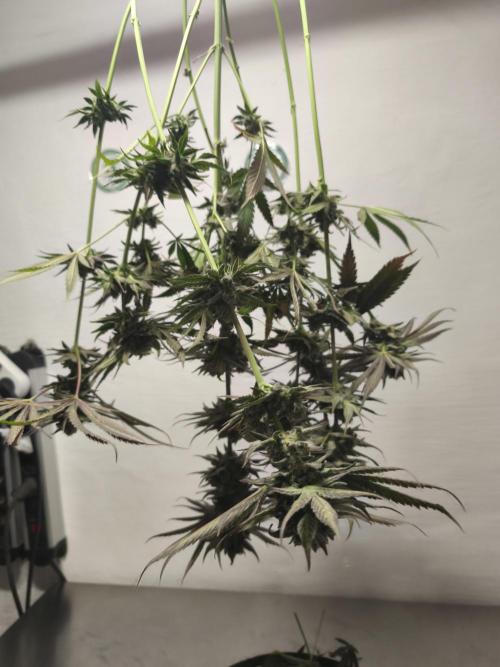 RIPPER KM, WM. Week 13