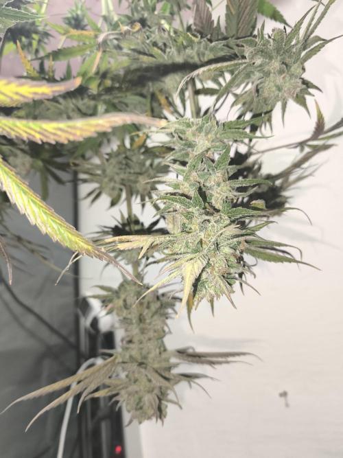 RIPPER KM, WM. Week 13