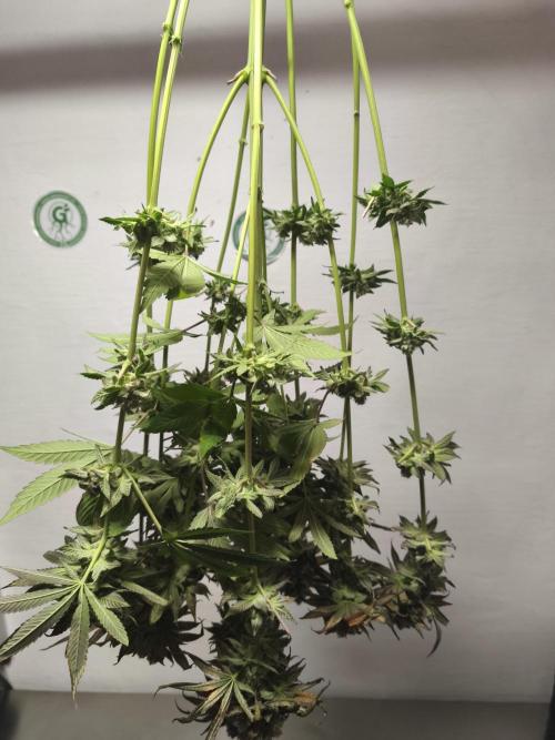 RIPPER KM, WM. Week 13