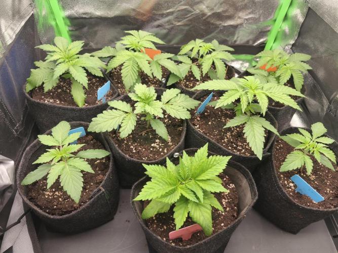 Gorilla, Punch Pie, Radical Juice. Week 3 - vegday 20
12.11.25