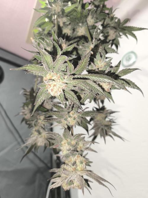 RIPPER KM, WM. Week 13