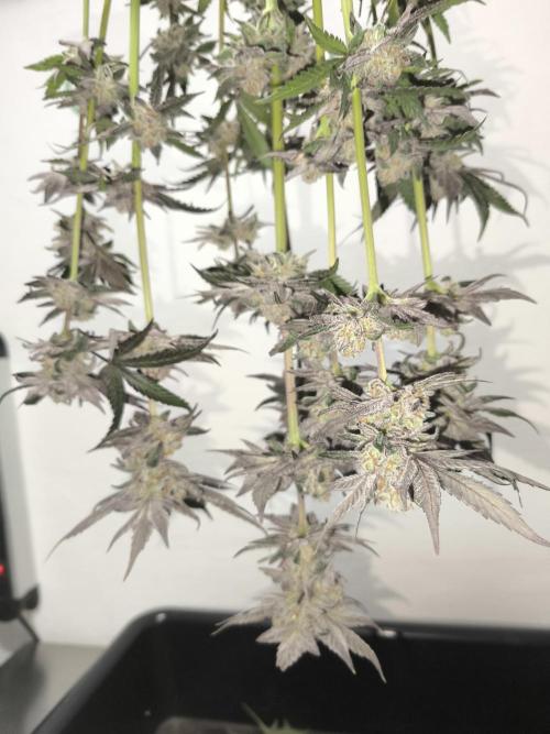 RIPPER KM, WM. Week 13