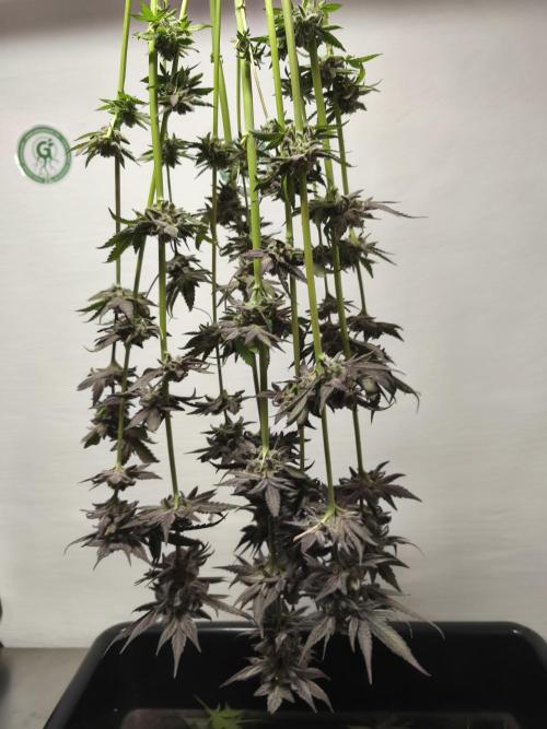 RIPPER KM, WM. Week 13