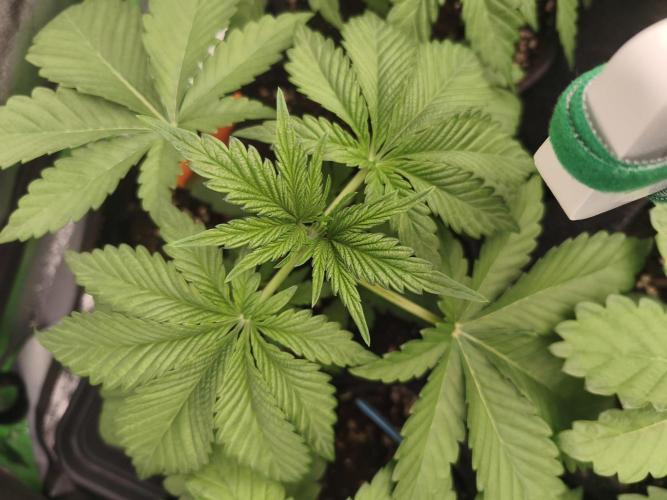 Gorilla, Punch Pie, Radical Juice. Week 4 - vegday 24
16.11.2025