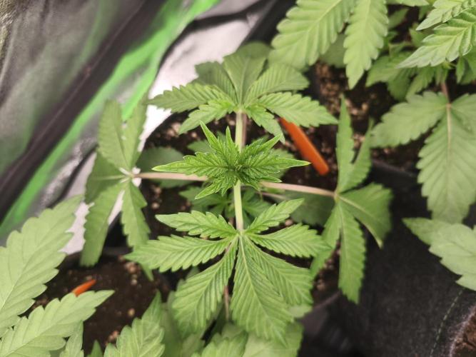 Gorilla, Punch Pie, Radical Juice. Week 4 - vegday 24
16.11.2025