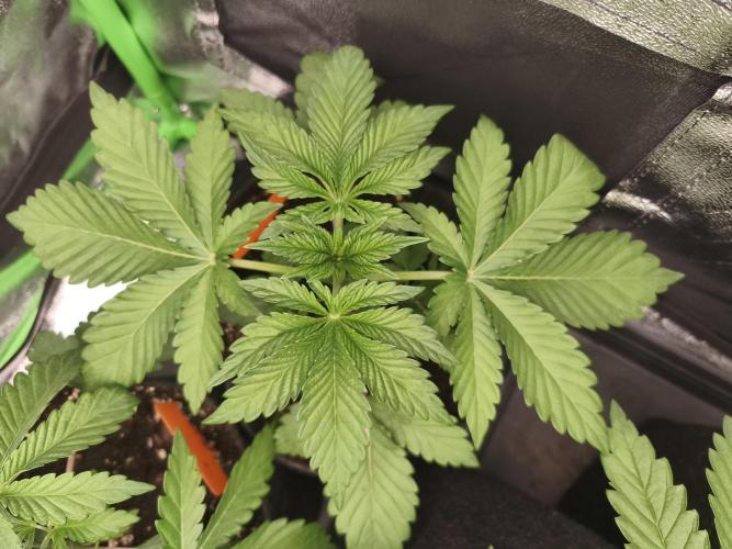 Gorilla, Punch Pie, Radical Juice. Week 4 - vegday 24
16.11.2025