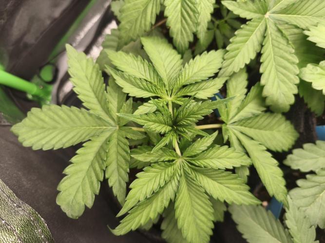 Gorilla, Punch Pie, Radical Juice. Week 4 - vegday 24
16.11.2025