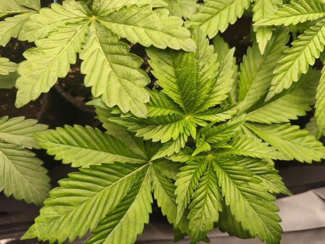 Gorilla, Punch Pie, Radical Juice. Week 4 - vegday 24
16.11.2025