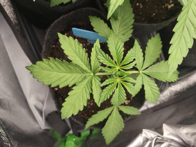 Gorilla, Punch Pie, Radical Juice. Week 4 - vegday 24
16.11.2025