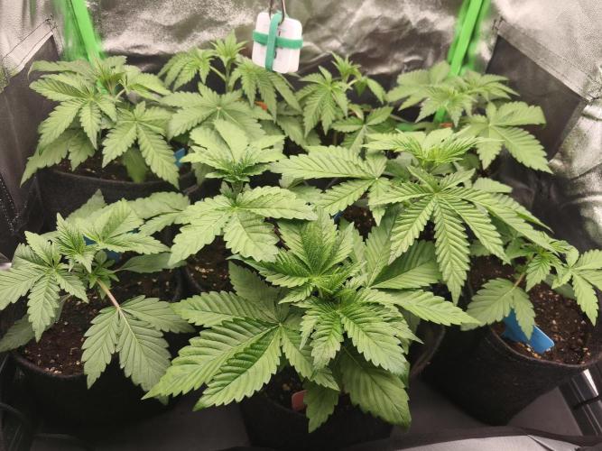 Gorilla, Punch Pie, Radical Juice. Week 4 - vegday 24
16.11.2025